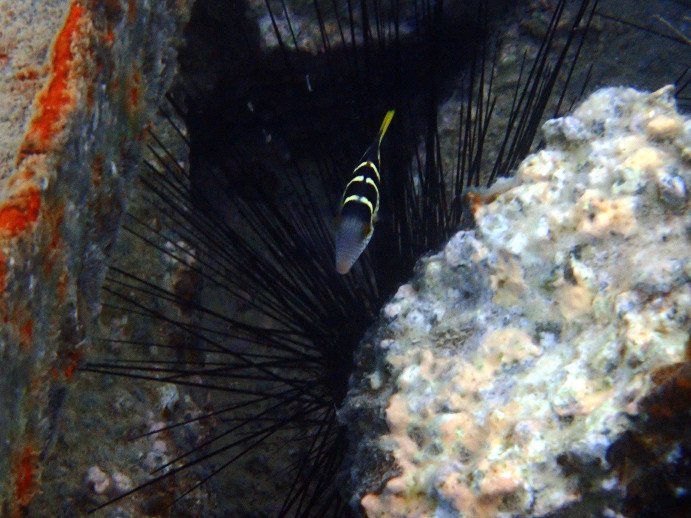 Canthigaster valentini