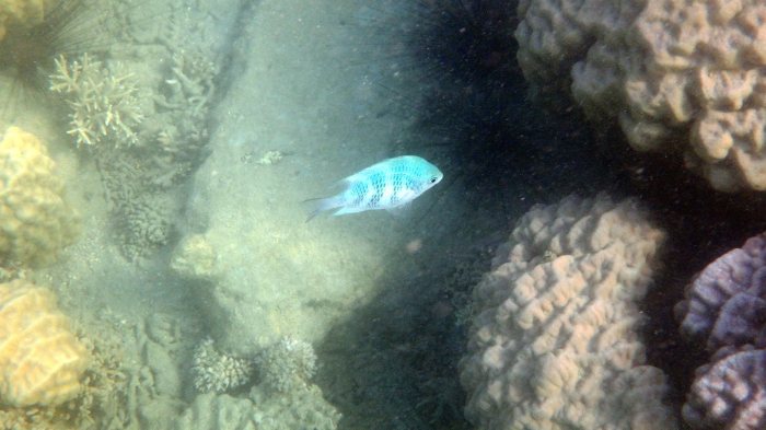 Amblyglyphidodon curacao