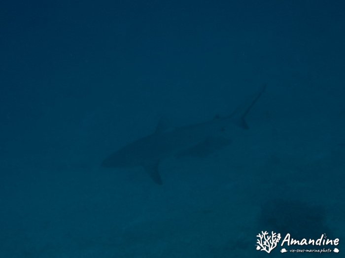 Requin gris de récif