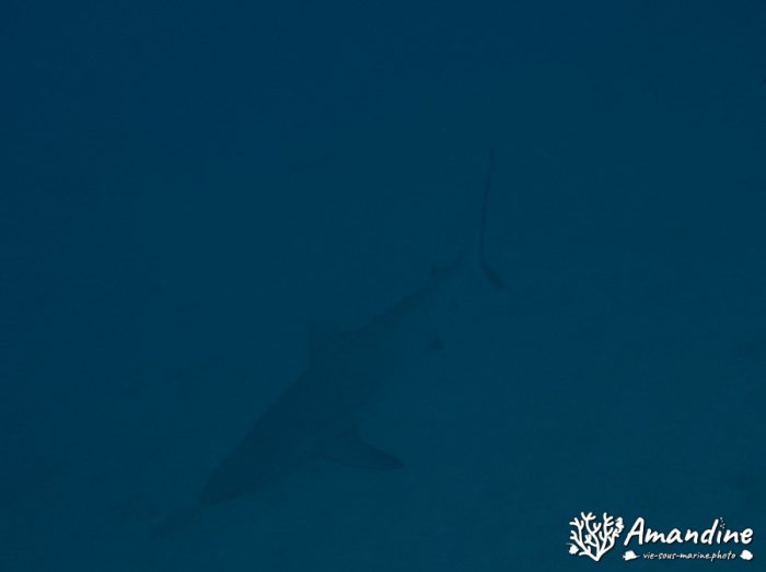 Requin gris de récif