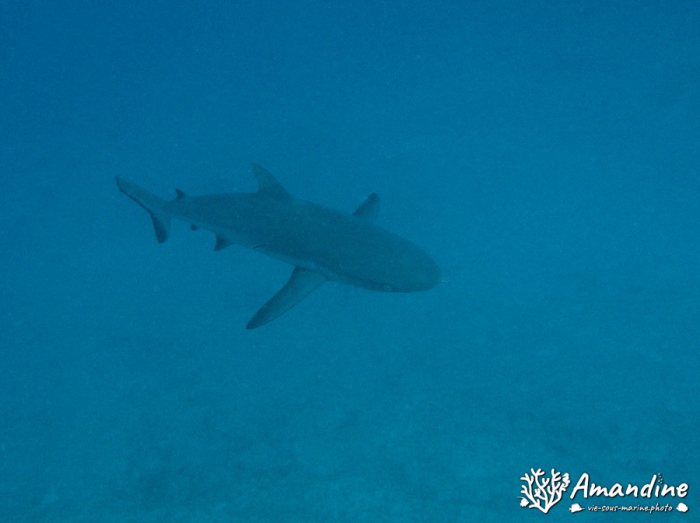 Requin gris de récif
