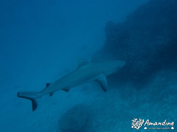 Requin gris de récif