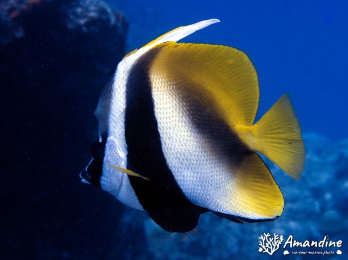 Heniochus monoceros