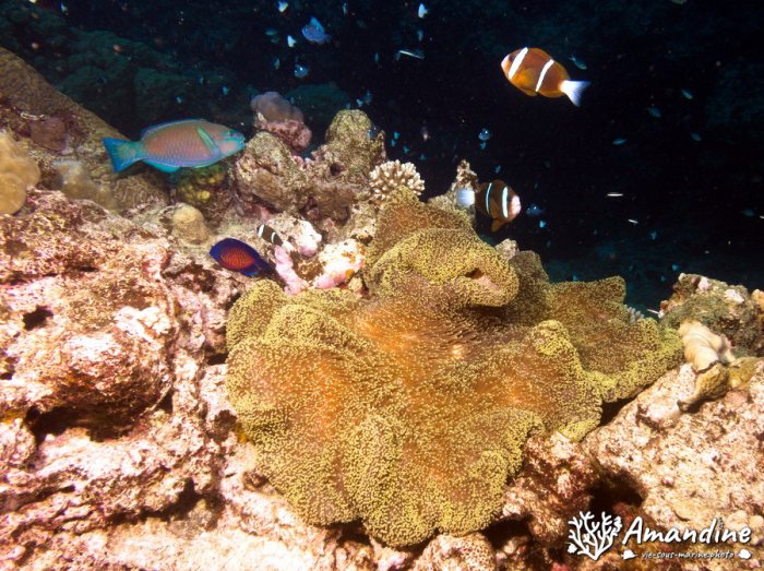 Amphiprion melanopus