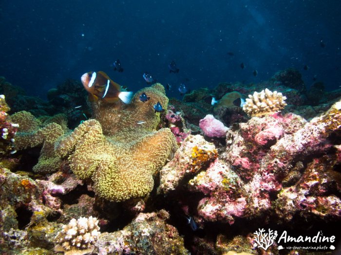 Amphiprion melanopus