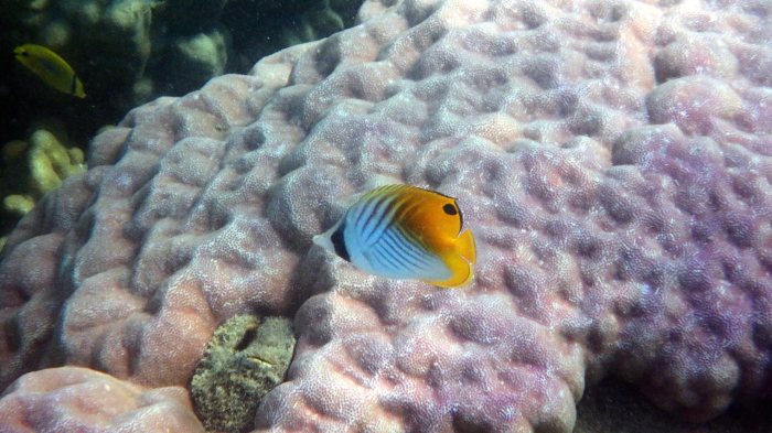 Chaetodon auriga