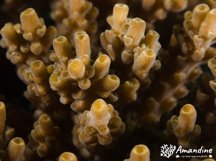 Corail dur