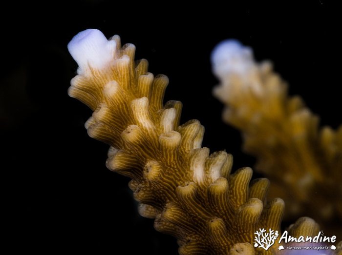 Corail dur