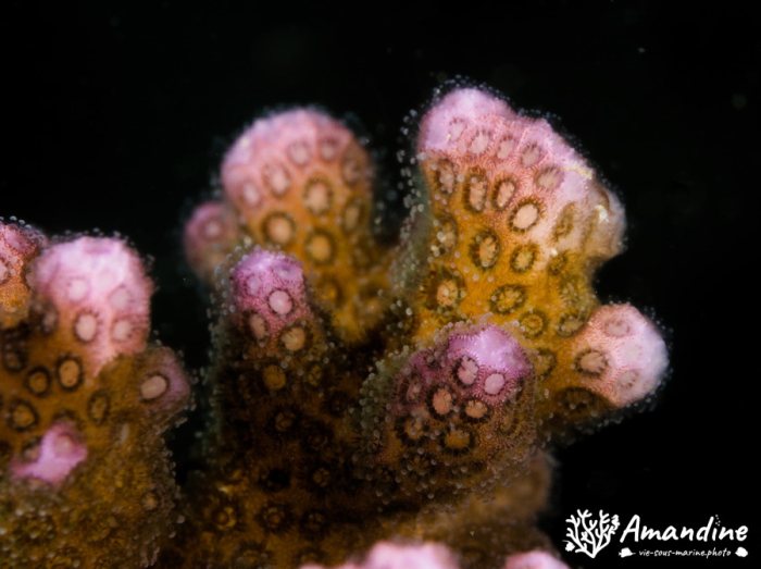 Corail dur