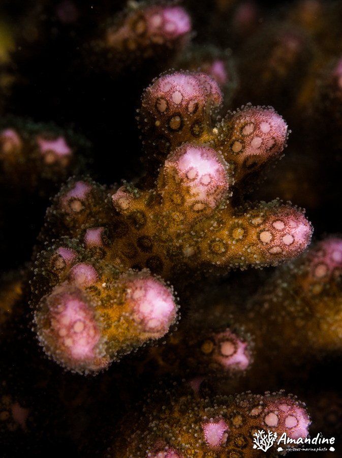 Corail dur