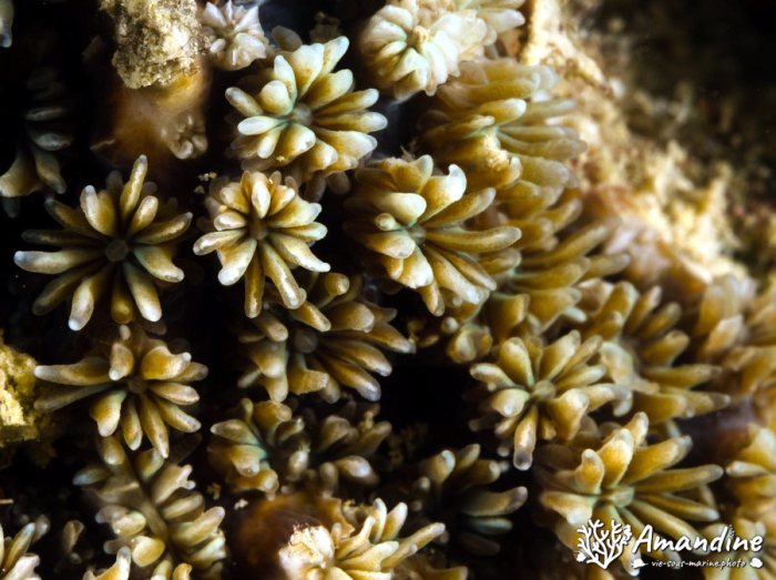 Corail dur