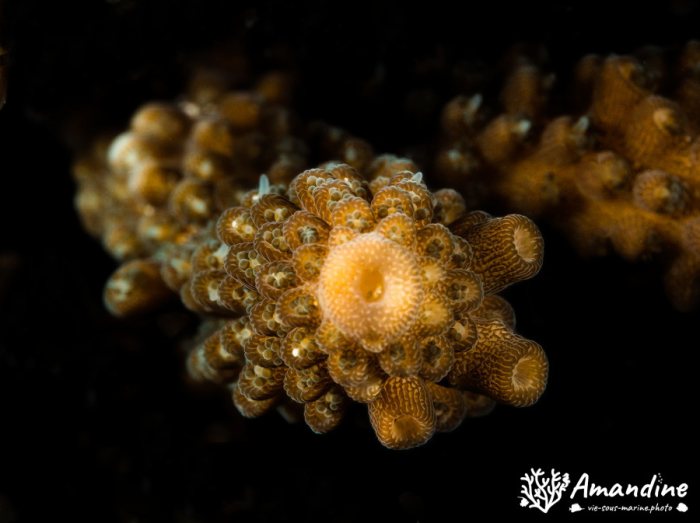 Corail dur