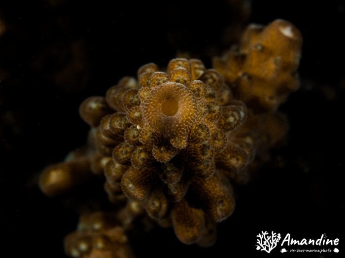 Corail dur