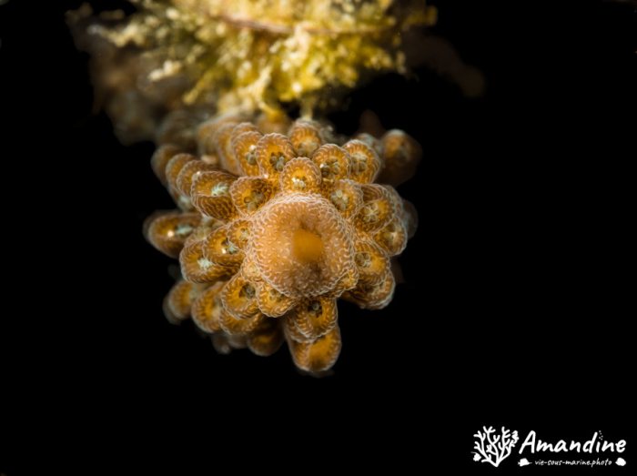Corail dur