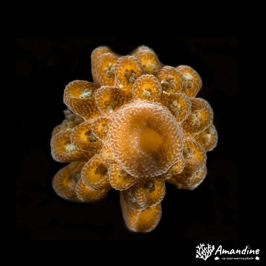 Corail dur
