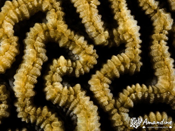 Corail dur
