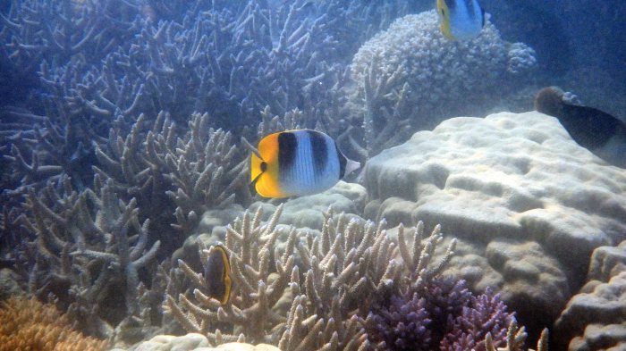 Chaetodon ulietensis