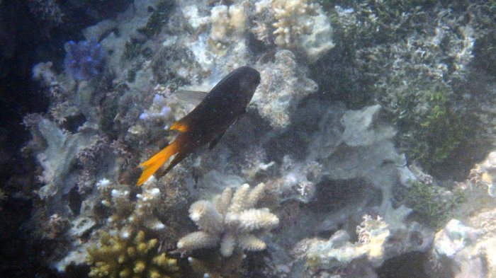 Neoglyphidodon nigroris