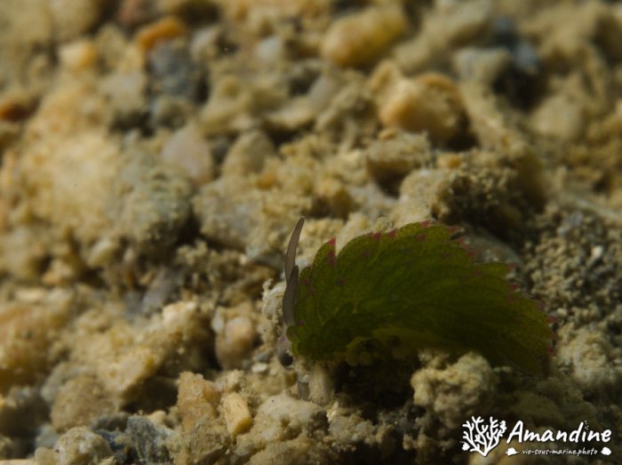 Costasiella sp1