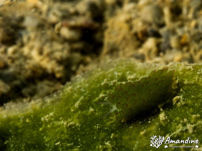 Costasiella sp1