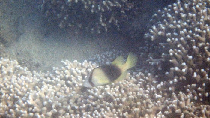 Diploprion bifasciatum