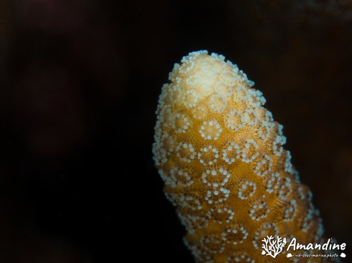 Corail dur