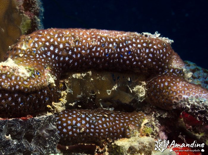 Corail dur