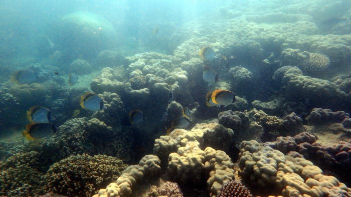 Chaetodon lineolatus
