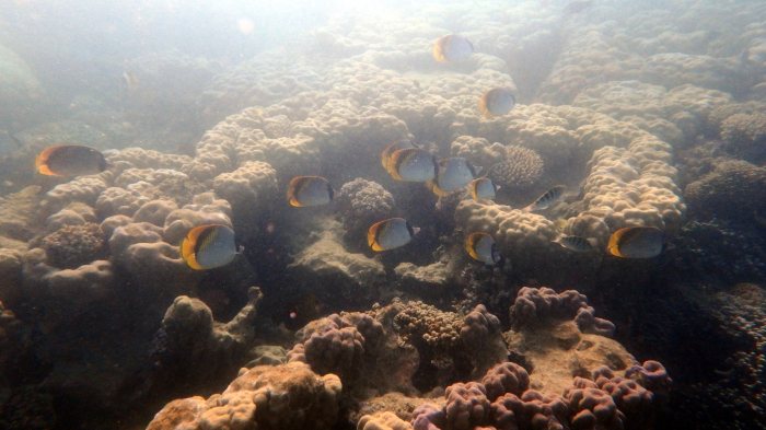 Chaetodon lineolatus