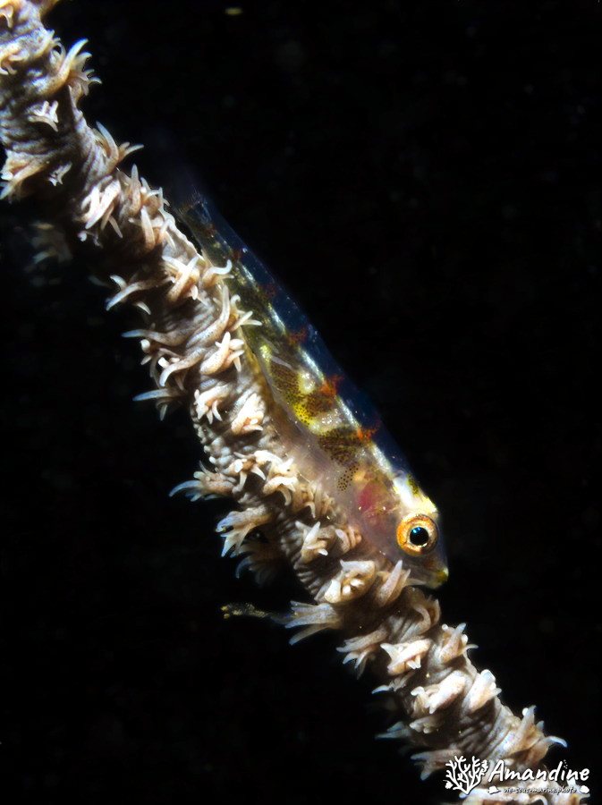 Bryaninops yongei