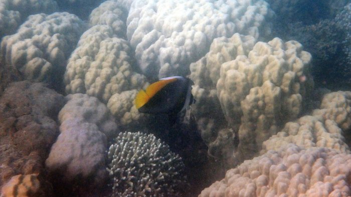 Heniochus singularius