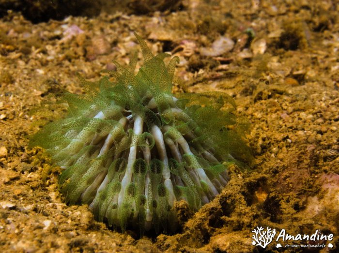 Corail dur