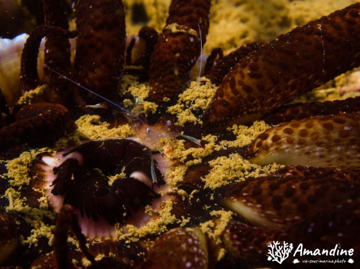 Ancyclomenes holthuisi