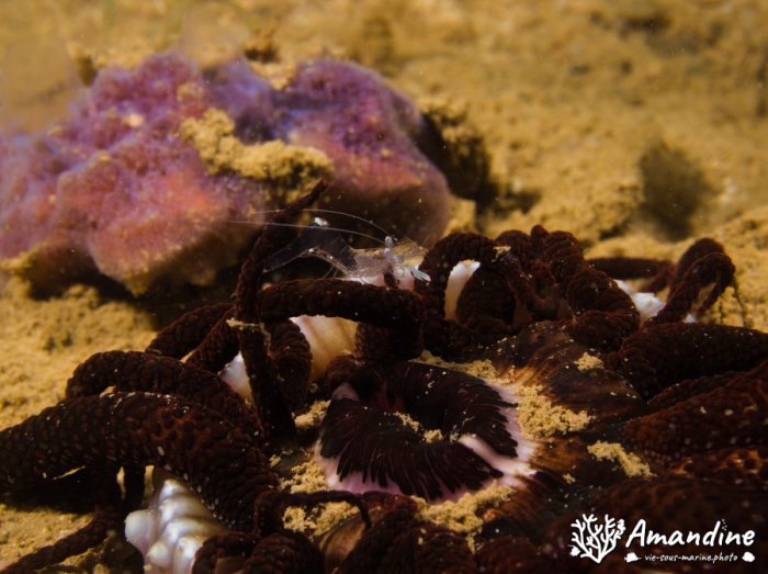 Ancyclomenes holthuisi