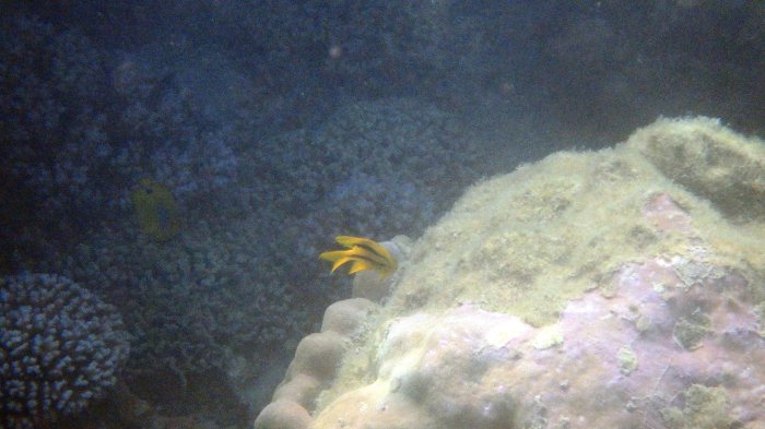 Neoglyphidodon nigroris