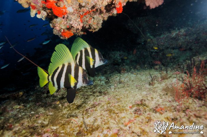 Poisson-sanglier rayé