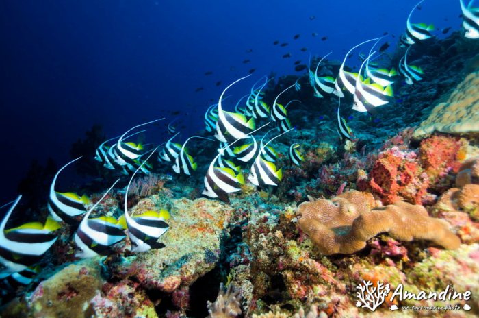 Poisson-bannière