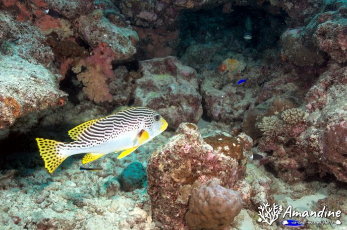 Poissons osseux