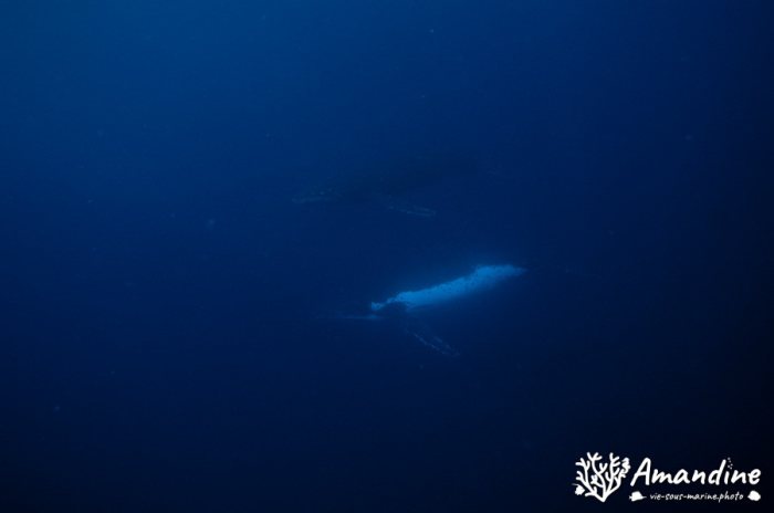Baleine