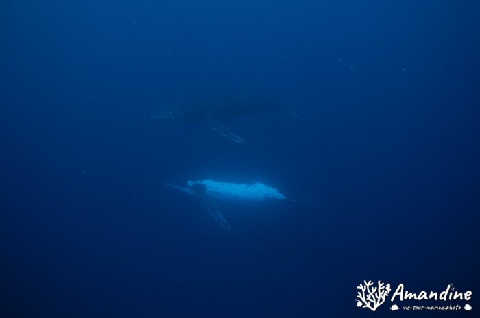 Baleine