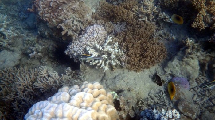 Scolopsis bilineata