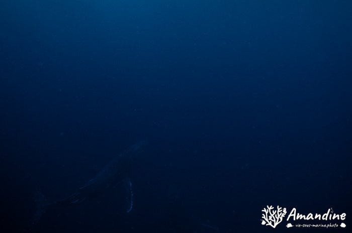 Baleine