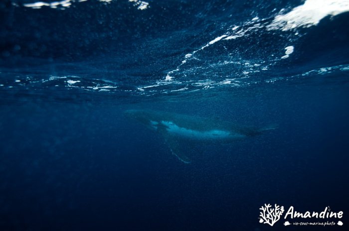 Baleine