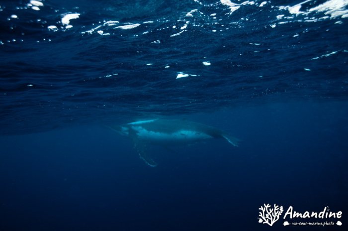 Baleine