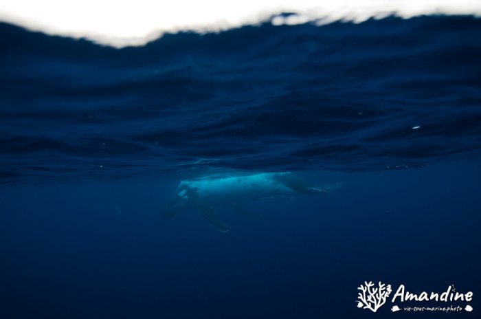 Baleine