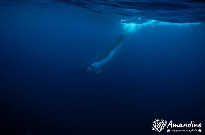 Baleine