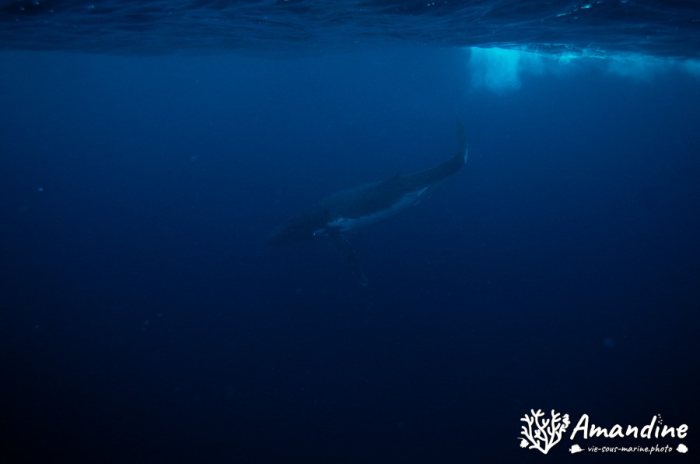 Baleine