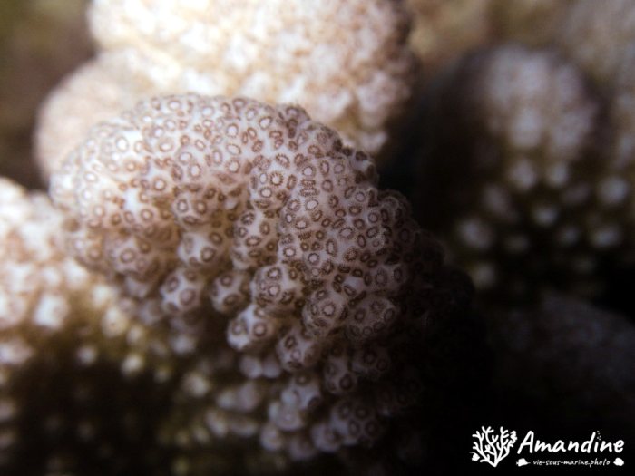 Corail dur