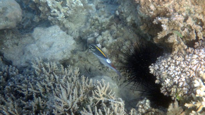 Scolopsis bilineata