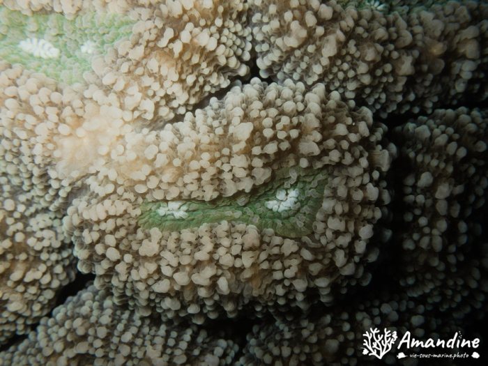 Corail dur
